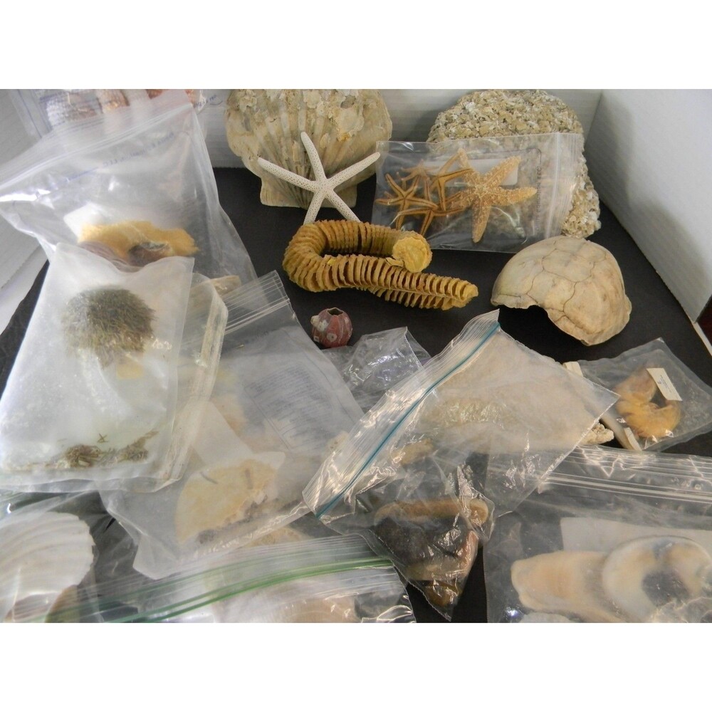 Homeschool Ocean Science Manipulatives Unit Study Sand Dollars Shells Urchin Sea